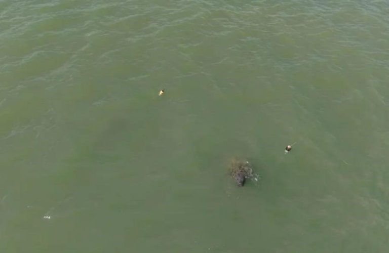 Peixe-boi resgatado encontra companhia no litoral da Paraíba após ser transferido