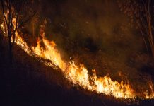 Incêndio em área de mata assusta moradores em Ribeirão Preto
