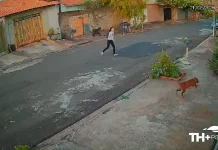 Vídeo: Pitbull foge e carrinho com bebê desce à rua em Ribeirão