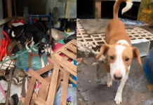 17 cães são resgatados em situação insalubre em Cubatão; VEJA VÍDEO