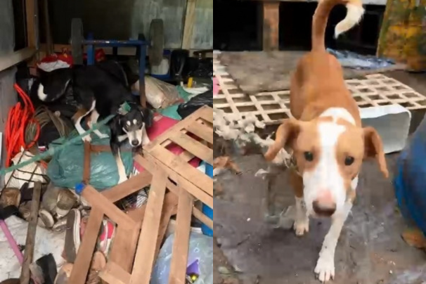 CÃES RESGATADOS