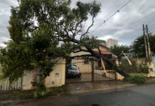Chuva derruba árvores e causa alagamento durante madrugada em Campinas