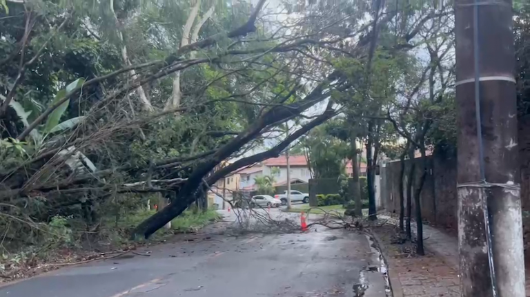 Queda de árvore de grande porte interdita rua em Barão Geraldo