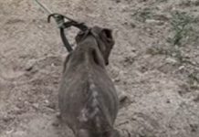 Homem é preso suspeito de deixar cachorro em estado grave por maus-tratos em Queimadas