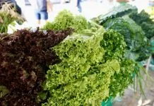 Feira da Agricultura Familiar começa nesta quarta em João Pessoa; veja calendário de setembro