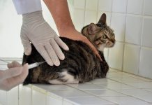 Campina Grande tem 40 pontos de vacinação para cães e gatos neste sábado