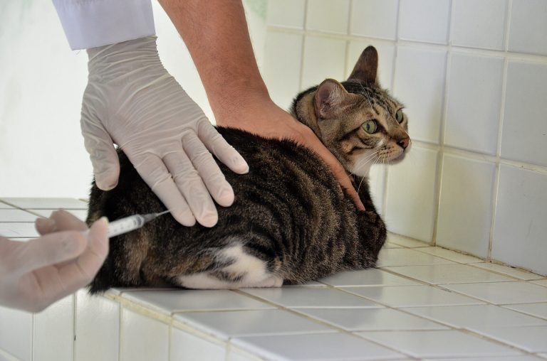 Campina Grande tem 40 pontos de vacinação para cães e gatos neste sábado