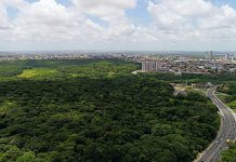 João Pessoa é mesmo a segunda cidade mais verde do mundo? O que os dados mostram no Dia da Árvore