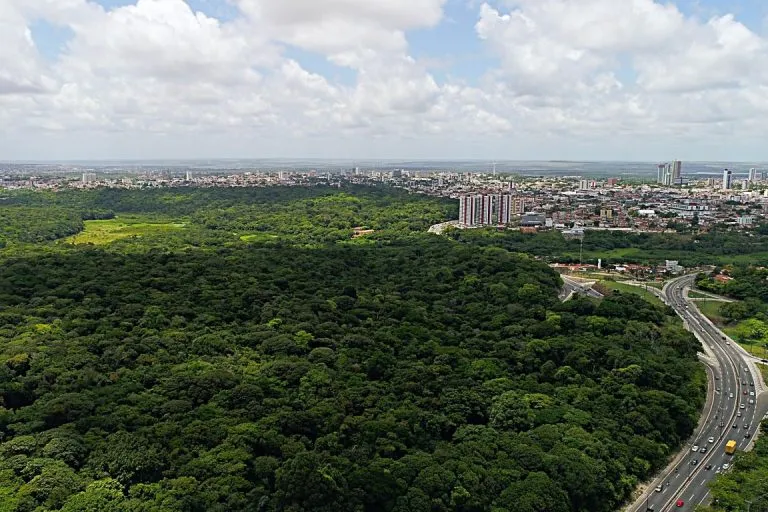 João Pessoa é mesmo a segunda cidade mais verde do mundo? O que os dados mostram no Dia da Árvore