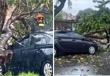 Queda de árvore atinge carro na Vila Aeroporto e mobiliza bombeiros na tarde desta quinta-feira