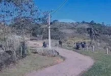 AGORA: Criminosos tentam invadir condomínio em Joaquim Egídio, trocam tiros com agentes de segurança e fogem para área de mata em Campinas