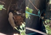 Cachorro é resgatado de galeria de esgoto após ser arrastado por enxurrada