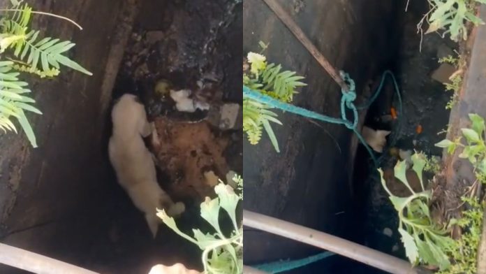 Cachorro é resgatado de galeria de esgoto após ser arrastado por enxurrada