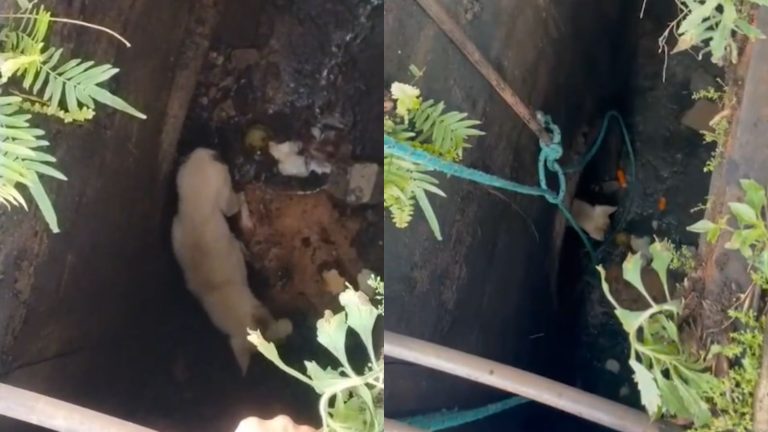 Cachorro é resgatado de galeria de esgoto após ser arrastado por enxurrada