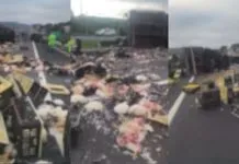 Duas carretas batem e 3,7 mil galinhas ficam espalhadas na Dom Pedro I