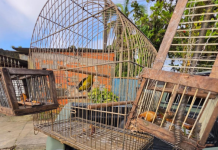 Pintassilgo é resgatado de cativeiro ilegal em Mongaguá