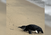 Pinguim-de-Magalhães é resgatado em praia de Ilhabela