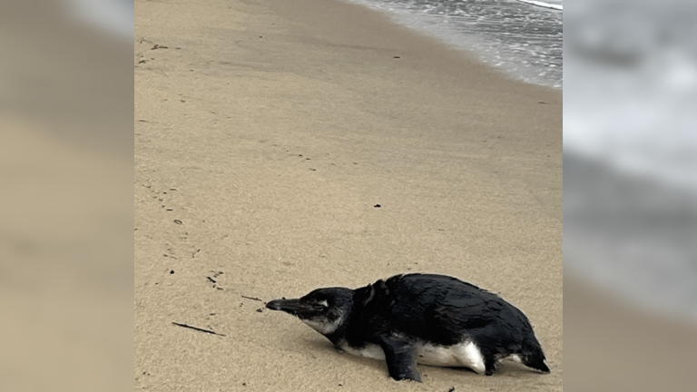 Pinguim-de-Magalhães é resgatado em praia de Ilhabela