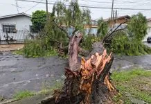 Queda de árvore deixa rua totalmente bloqueada na Vila Madalena em Campinas