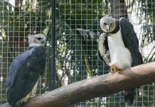 Zoobotânico de Rio Preto festeja 1 ano de bugio e traz harpia como destaque em setembro