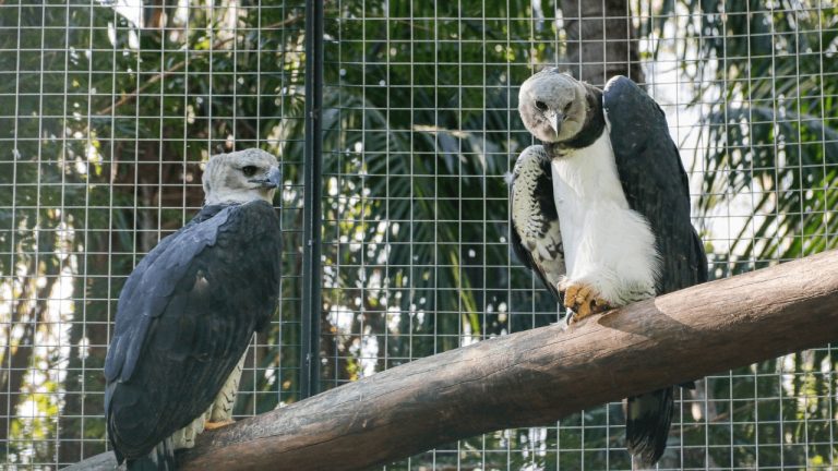 Zoobotânico de Rio Preto festeja 1 ano de bugio e traz harpia como destaque em setembro