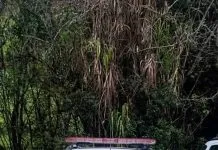 Homem é preso após atirar em criança de nove anos na cabeça em Silveiras