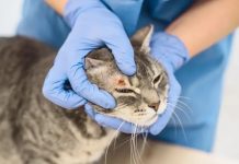 Primavera reforça alerta para alergias e problemas de pele em cães e gatos