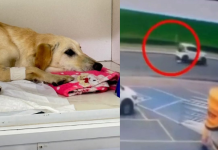 Cadela é atropelada e motorista foge sem prestar socorro em Praia Grande; VÍDEO