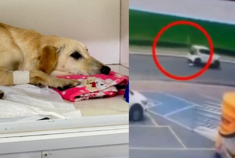 Cadela é atropelada e motorista foge sem prestar socorro em Praia Grande; VÍDEO