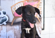 São Vicente resgata mais de 200 animais abandonados em ruas neste ano; mais de 72% deles já foram adotados
