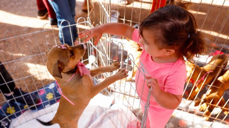 Saúde Animal em Ação terá três edições em setembro