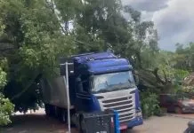 Ventania derruba árvore de grande porte em Santos e causa transtorno a moradores; VEJA VÍDEO