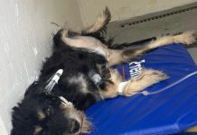 Clínica Meu Pet registra aumento de casos de parvovirose em cães jovens em Araçatuba