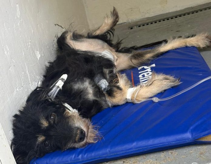 cão doente meu pet