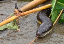 Homem flagra cobra em orla do Canto do Forte, Praia Grande; espécie não é perigosa para humanos