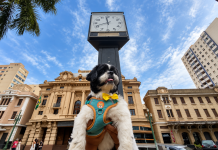 Super Encontrinho dos Shih Tzus promove arrecadação para o Banco de Rações de Ribeirão Preto