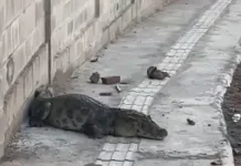 Jacaré é encontrado nas ruas de João Pessoa e resgatado pela Polícia Ambiental