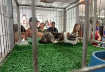 Shopping promove feira de adoção com 15 cães e 6 gatos resgatados em Araçatuba