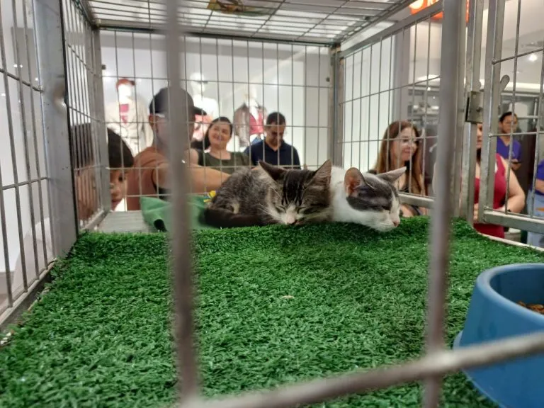 Shopping promove feira de adoção com 15 cães e 6 gatos resgatados em Araçatuba