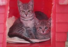 Araçatuba oferece vacinação antirrábica gratuita para cães e gatos no CCZ