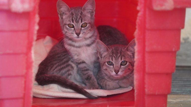 Araçatuba oferece vacinação antirrábica gratuita para cães e gatos no CCZ