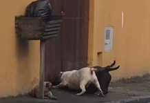 Cachorro morre após ser atacado por três cães em Caraguatatuba