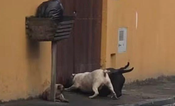 Cachorro morre após ser atacado por três cães em Caraguatatuba