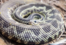 Foi picado por uma serpente? Saiba o que fazer e como cuidar