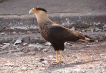 Carcará é resgatado em Santos