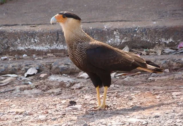 images Carcará é resgatado em Santos