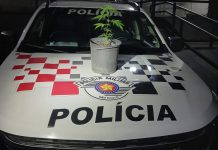Homem é preso ao carregar vaso com planta de maconha em São José