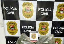 Polícia apreende mais de 250 pés de maconha em imóvel de alto padrão em Ilhabela; veja VÍDEO