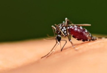 Cidades da Baixada Santista registram queda de aproximadamente 80% nos casos de dengue
