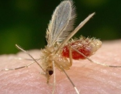mosquito-palha